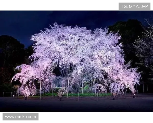 大阪樱花与松本山雅的激烈对决期待精彩瞬间与战术较量